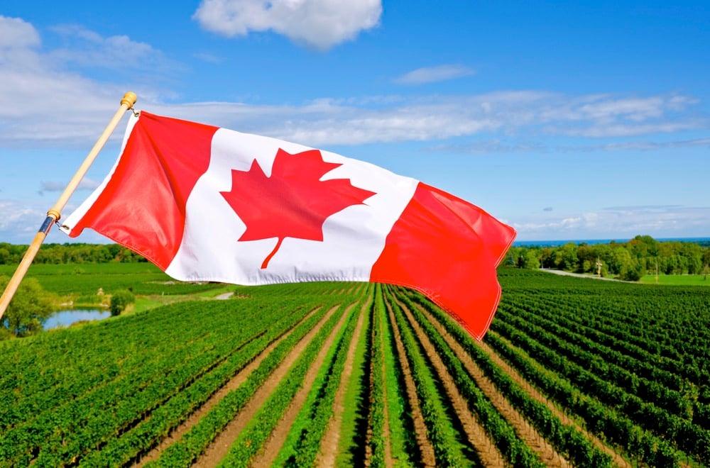 Canada flag ontario vineyard 178490366 thinkstock